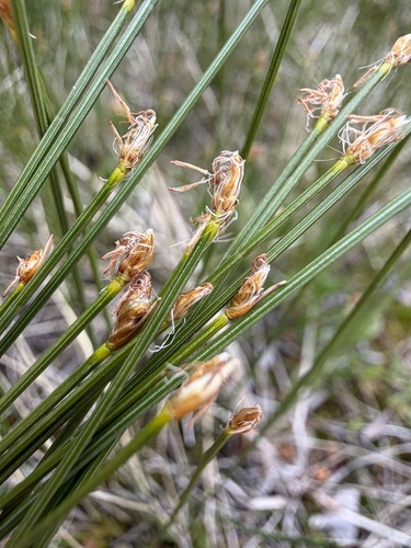 Trichophorum cespitosum, photograph 2