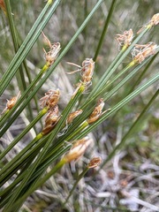 Trichophorum cespitosum, photograph (c) Matt Berger, some rights reserved (CC BY)
