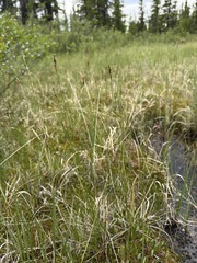 Carex simpliciuscula, photograph (c) Matt Berger, some rights reserved (CC BY)