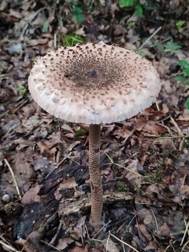 Parasol