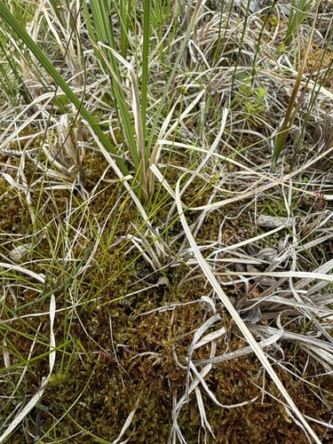 Carex leptalea, photograph 2