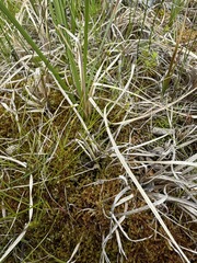 Carex leptalea, photograph (c) Matt Berger, some rights reserved (CC BY)