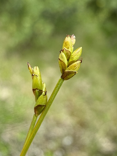 Carex leptalea