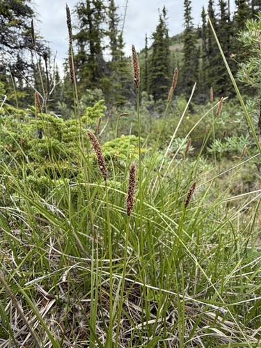 Carex scirpoidea, photograph 6