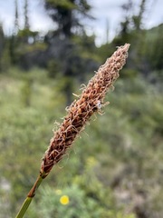 Carex scirpoidea, photograph (c) Matt Berger, some rights reserved (CC BY)