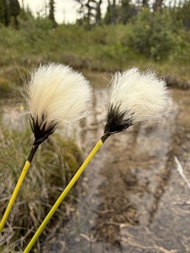 Northland cottonsedge (Eriophorum brachyantherum)