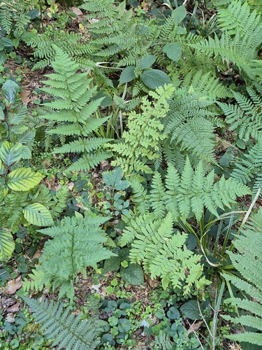 spinulose wood fern
