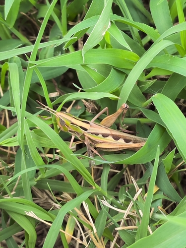 Admirable Grasshopper