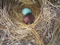 Toxostoma curvirostre