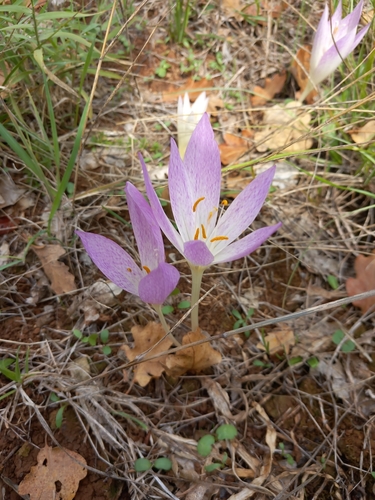 Colchicum haynaldii