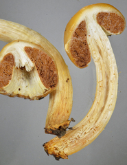 Cortinarius epiphaeus