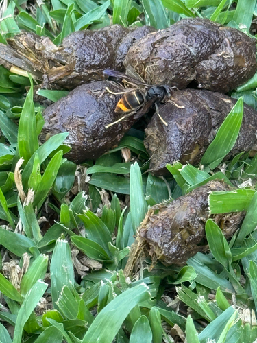 Vespa velutina nigrithorax