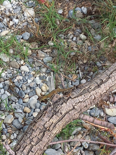 Italian Wall Lizard
