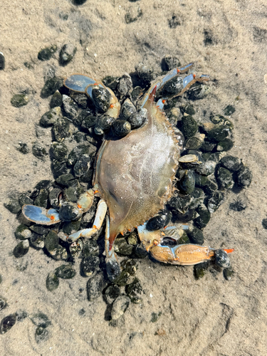 Atlantic Blue Crab