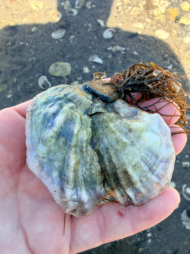 Eastern Oyster