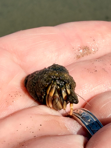 Long-claw Hermit Crab