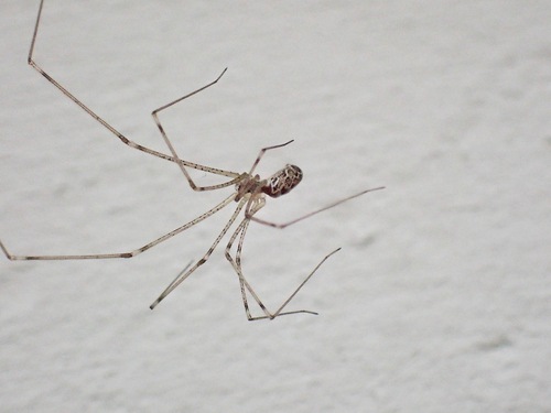 Marbled Cellar Spider