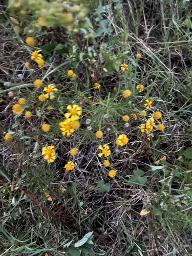 Helenium amarum, photograph 6