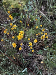Helenium amarum, photograph author not stated, no rights reserved