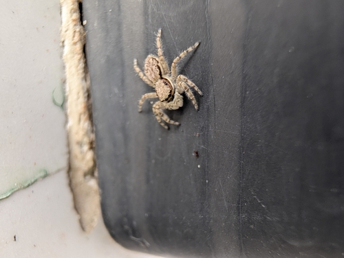 Gray Wall Jumping Spider