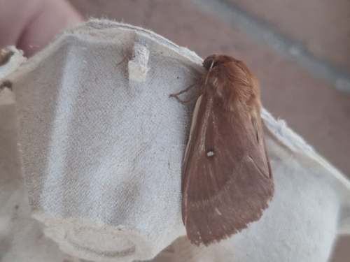 Grass Eggar