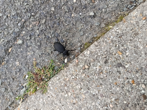 Leather Beetle