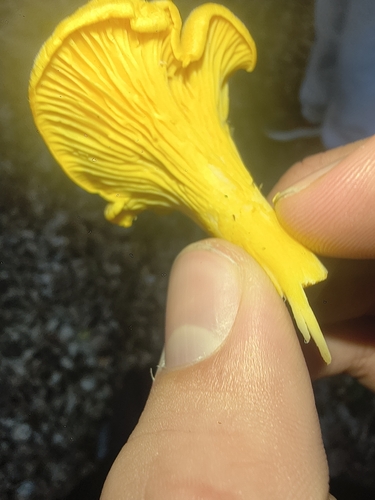 Golden Chanterelle