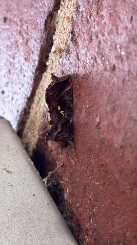 Common Looper Moth