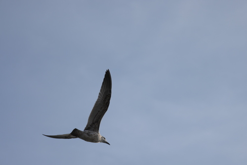 Yellow-legged Gull
