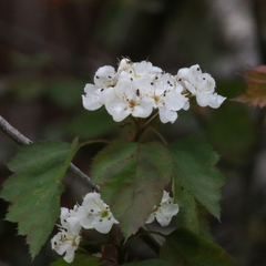 Crataegus flabellata