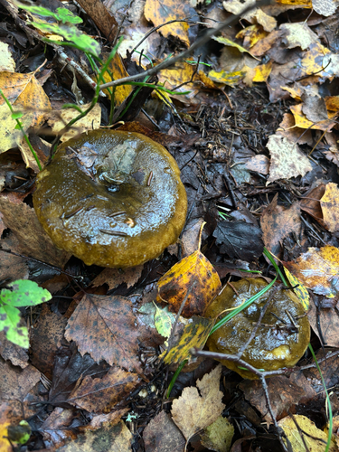 Ugly Milkcap