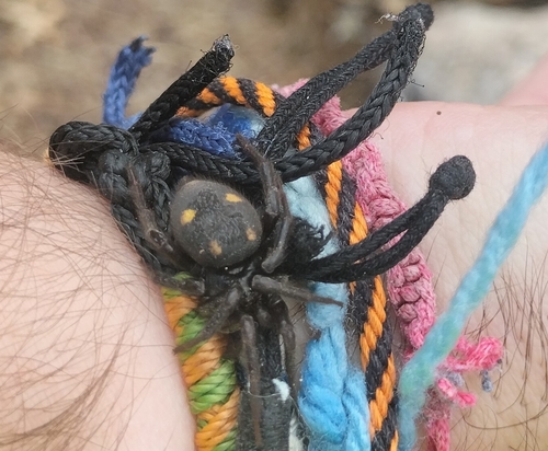 Five-spotted star-web spider