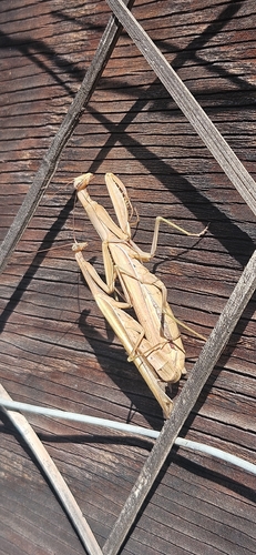 European Mantis
