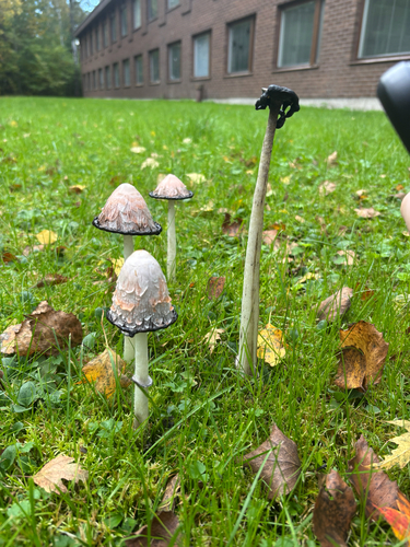 Shaggy Mane