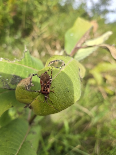 Western Conifer Seed Bug