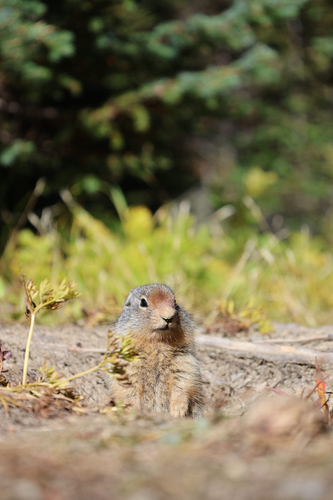 Columbian Ground Squirrel observed by alex37894