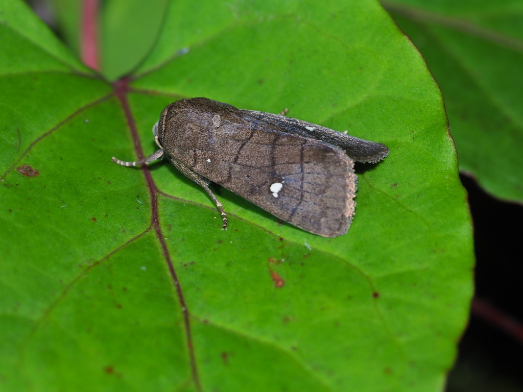 Proxenus brunneolineosa