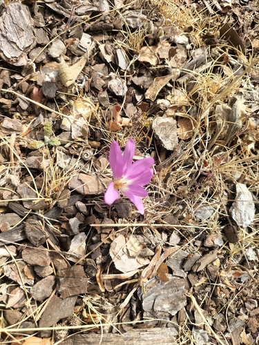 False Meadow Saffron