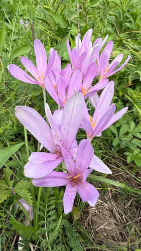 Autumn Crocus
