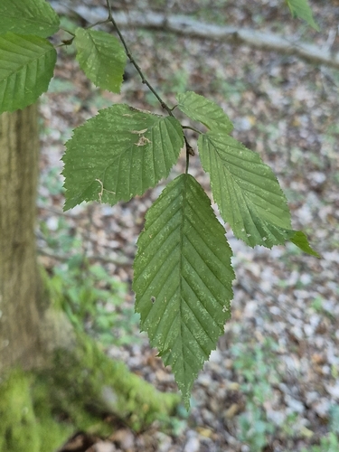 European Hornbeam