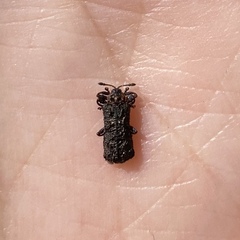 Octotoma scabripennis