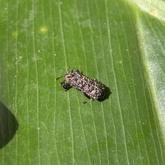 Octotoma scabripennis