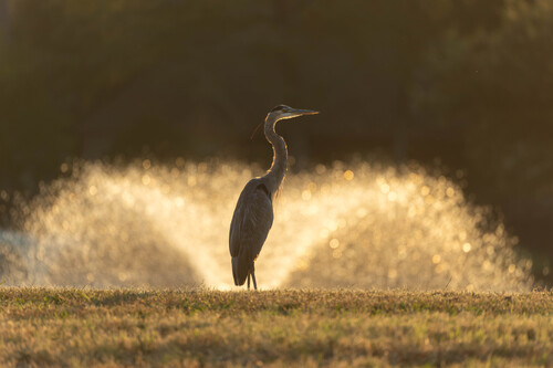 Great Blue Heron