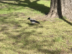 Corvus cornix