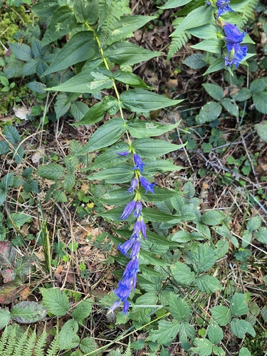 willow gentian