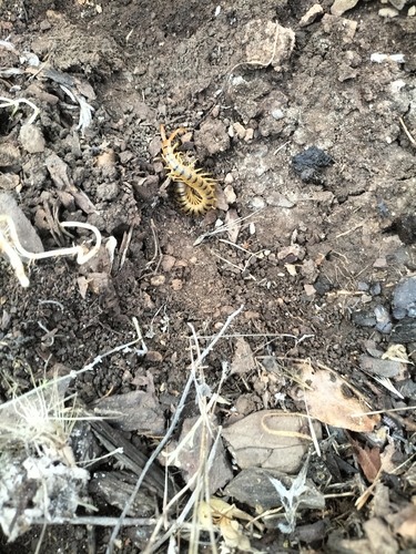 Mediterranean Banded Centipede