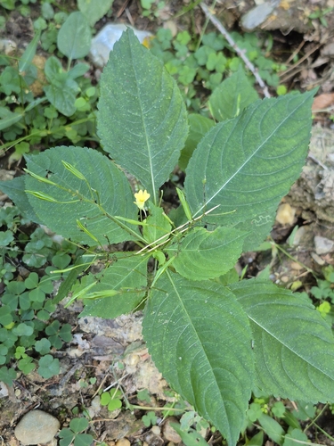 small balsam