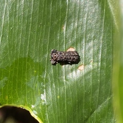 Octotoma scabripennis