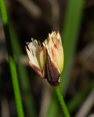 Juncus triglumis