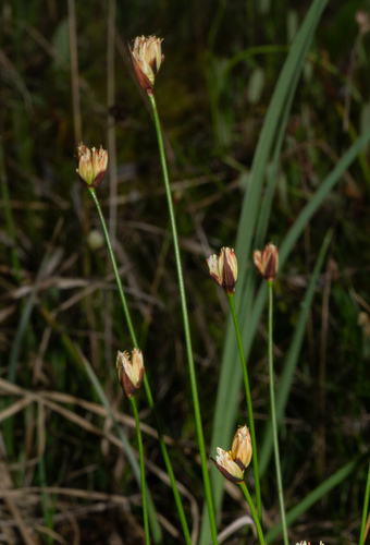 Juncus triglumis, photograph 2